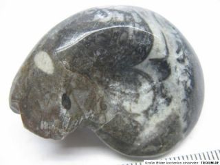 ca.5 7cm,Schnecke,Fossilien,Mineralien,Edelstein,Kristall / 977