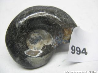 ca.5 7cm,Schnecke,Fossilien,Mineralien,Edelstein,Kristall / 994