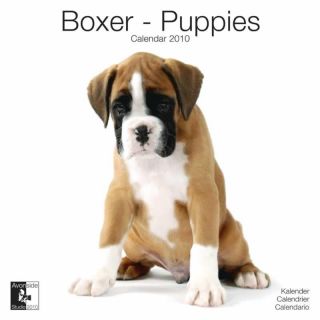Boxer Puppies 2010 Calendar