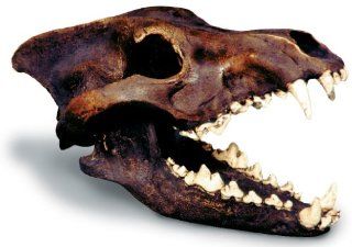 Dire Wolf Skull Replica: Toys & Games