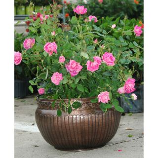 Classic Metal Planter with Antique Copper Finish (Made in India) Today