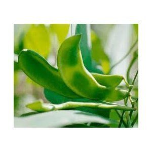 Organic Lima Bean Fordhook 242 Seeds Bush Type Patio, Lawn & Garden